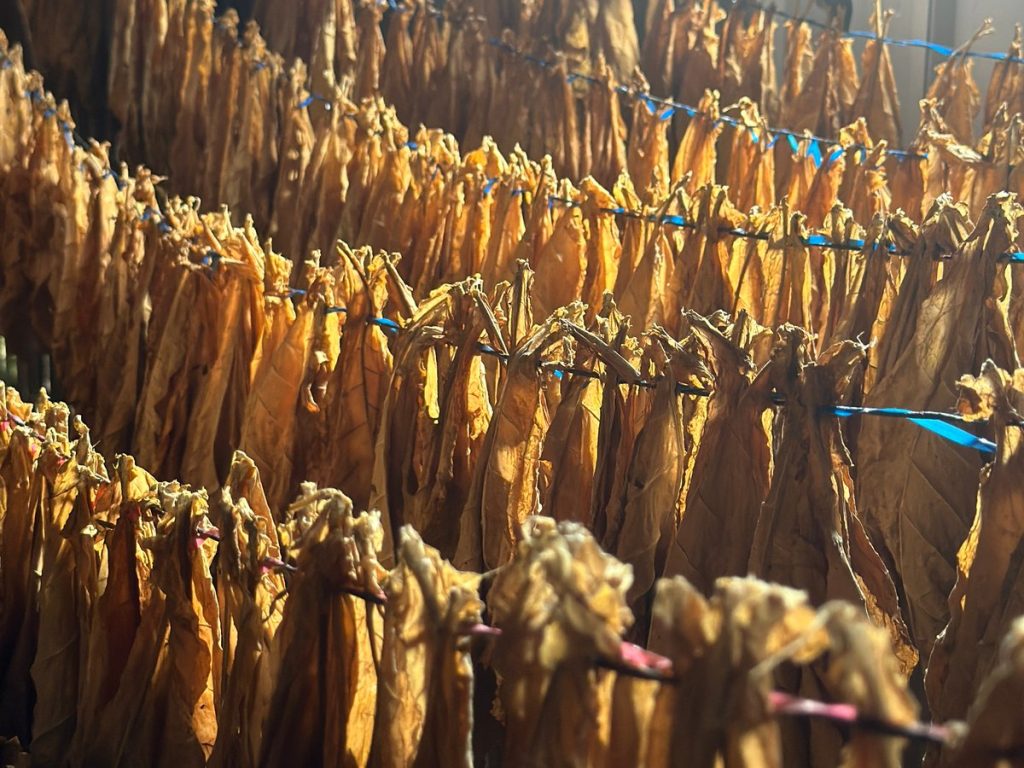 Rows of tobacco leaves hanging on strings to cure in our curing barn near Estelí